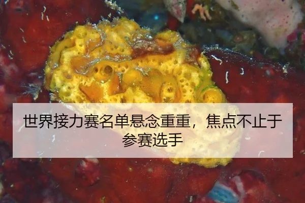 shi-jie-jie-li-sai-ming-dan-xuan-nian-chong-chong-jiao-dian-bu-zhi-yu-can-sai-xuan-shou-2-855.jpg